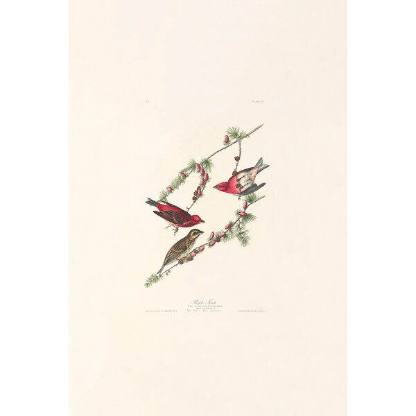 Audubon Birds of America Plate 004 Purple Finch