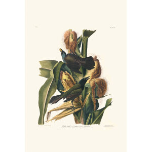 Audubon Birds of America Plate 007 Common Grackle