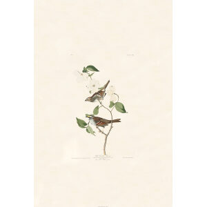Audubon Birds of America Plate 008