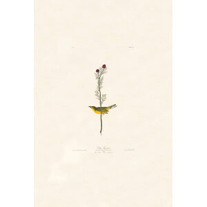 Audubon Birds of America Plate 009
