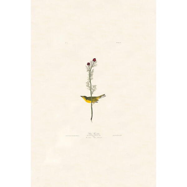 Audubon Birds of America Plate 009