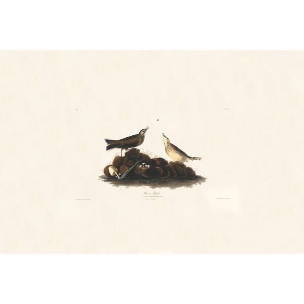 Audubon Birds of America Plate 010