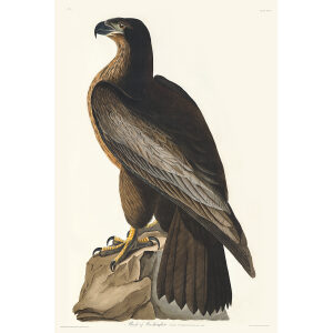 Audubon Birds of America Plate 011 Bird of Washingon