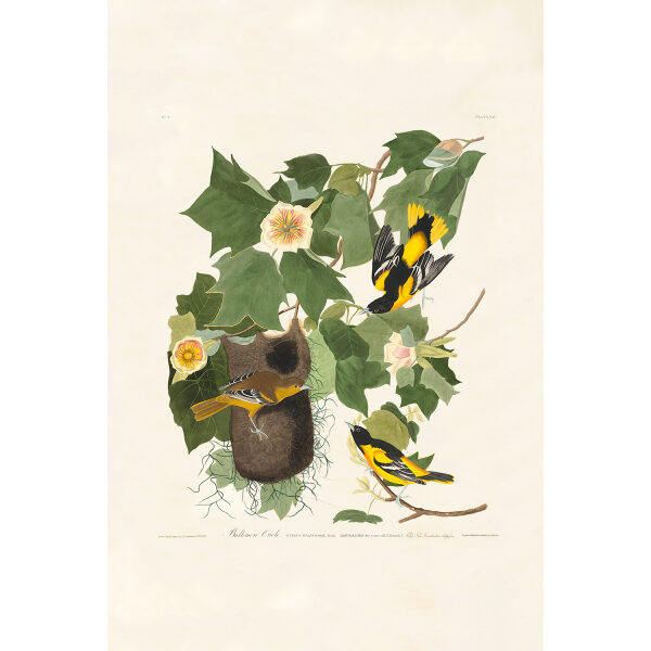 Audubon Birds of America Plate 012 Baltimore Oriole