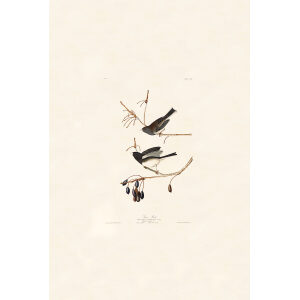 Audubon Birds of America Plate 013