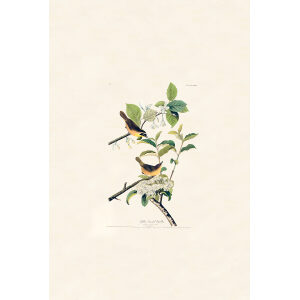 Audubon Birds of America Plate 023
