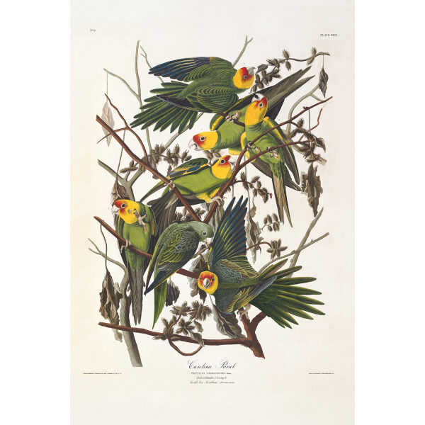Audubon Birds of America Plate 026 Carolina Parrot