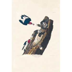 Audubon Birds of America Plate 027 Red-headed Woodpecker