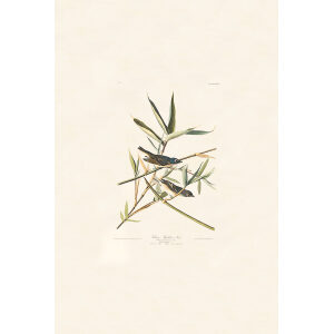 Audubon Birds of America Plate 028 Solitary Vireo