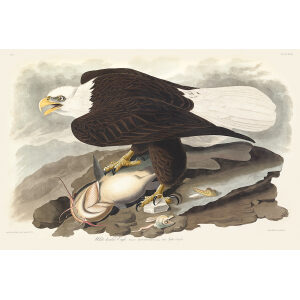 Audubon Birds of America Plate 031 White-headed Eagle