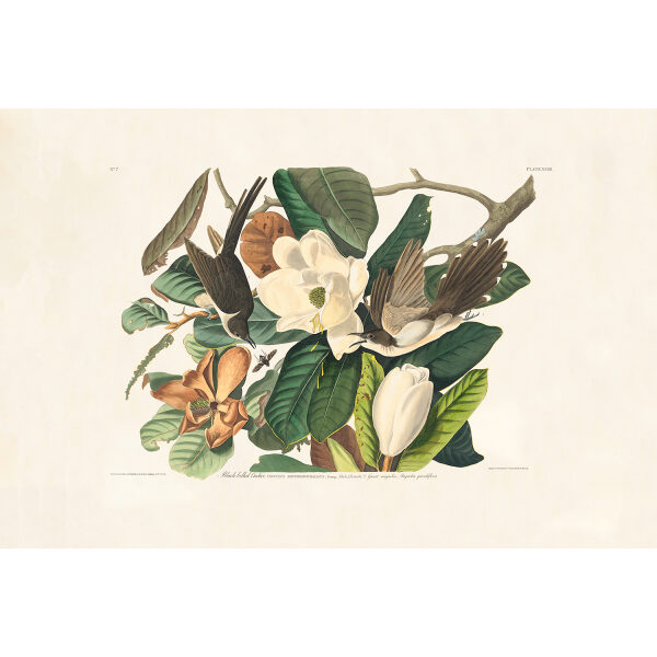 Audubon Birds of America Plate 032 Black-billed Cuckoo