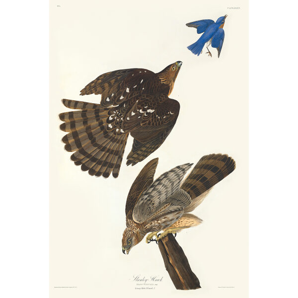 Audubon Birds of America Plate 036 Stanley Hawk
