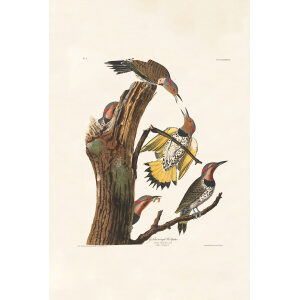 Audubon Birds of America Plate 037 Golden-winged Woodpecker