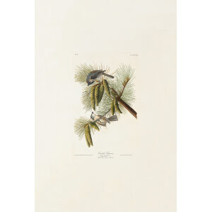 Audubon Birds of America Plate 039 Crested Titmouse