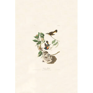 Audubon Birds of America Plate 049 American Redstart