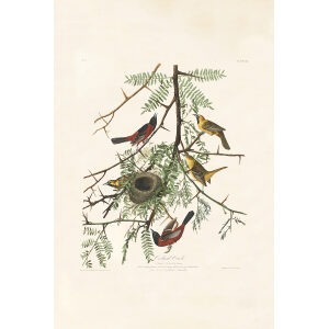 Audubon Birds of America Plate 042 Orchard Oriole