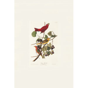 Audubon Birds of America Plate 044 summer Red Bird