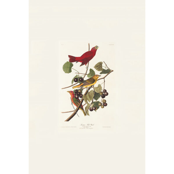 Audubon Birds of America Plate 044 summer Red Bird