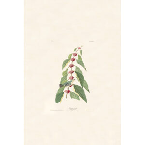 Audubon Birds of America Plate 049 Blue-green Warbler