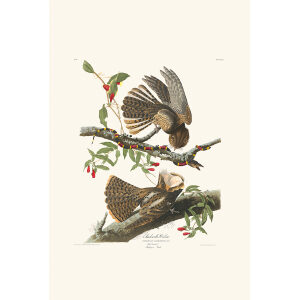 Chuck-will's Widow, Plate 52. John James Audubon – Birds of America – High quality Giclee Print