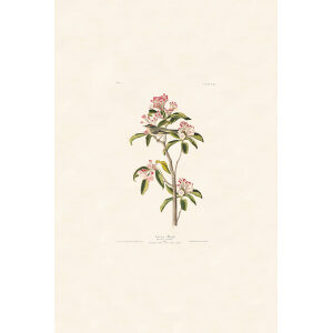 Cuviers's Kinglet, Plate 55. John James Audubon – Birds of America – High quality Giclee Print