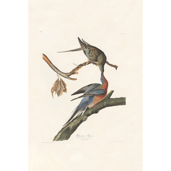 Passenger Pigeon, Plate 62. John James Audubon – Birds of America – High quality Giclee Print