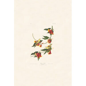 Rathbone Warbler, Plate 65. John James Audubon – Birds of America – High quality Giclee Print