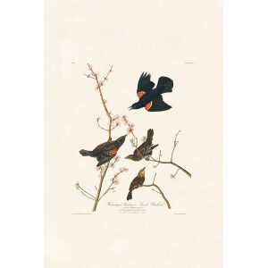 Red winged Starling or Marsh Blackbird, Plate 67. John James Audubon – Birds of America – High quality Giclee Print