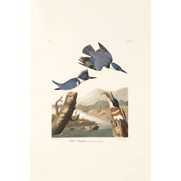 Belted Kingfisher, Plate 77. John James Audubon – Birds of America – High quality Giclee Print