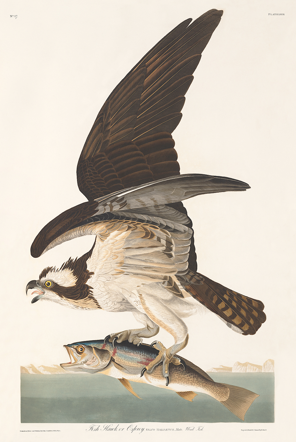 Fish Hawk, or Osprey, Plate 81. John James Audubon – Birds of America – High quality Giclee Print