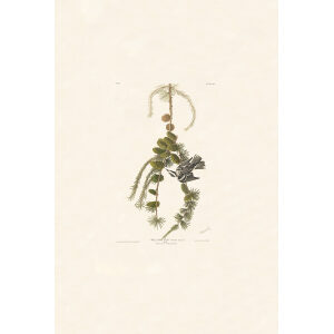 Black & White Creeper, Plate 90. John James Audubon – Birds of America – High quality Giclee Print