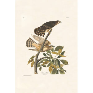Pigeon Hawk, Plate 92. John James Audubon – Birds of America – High quality Giclee Print