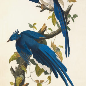 Columbia Jay, Plate 96. John James Audubon – Birds of America – High quality Giclee Print