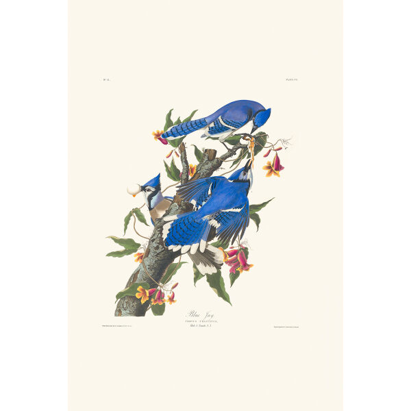 Blue Jay Heritage Prints Audubon Birds of America. Giclee Print