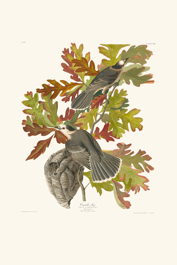 Audubon 107 Canada Jay giclee print