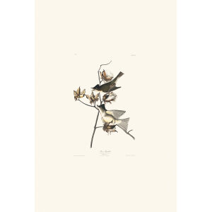 Pewit Flycatcher Plate 120 Heritage Prints Audubon Birds of America. Giclee Print