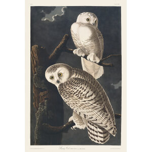 Snowy Owl Heritage Prints Audubon Birds of America. Giclee Print