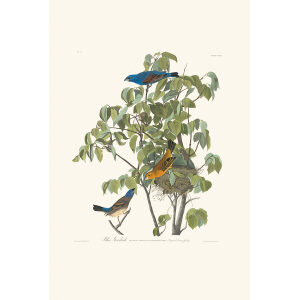 Blue Grosbeak Plate 122 Heritage Prints Audubon Birds of America. Giclee Print