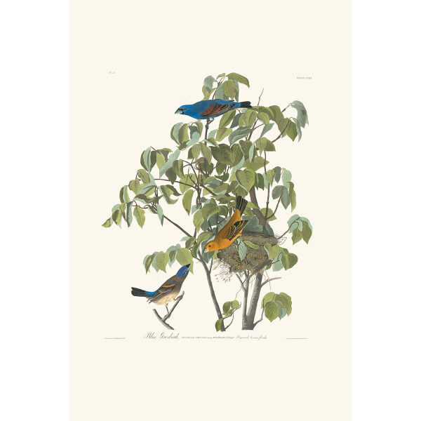 Blue Grosbeak Plate 122 Heritage Prints Audubon Birds of America. Giclee Print