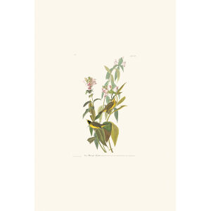 Green Blac-capt Flycatcher Plate 124 Heritage Prints Audubon Birds of America. Giclee Print