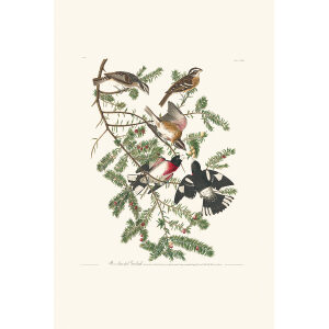 rose-breasted Grosbeak Plate 127 Heritage Prints Audubon Birds of America. Giclee Print