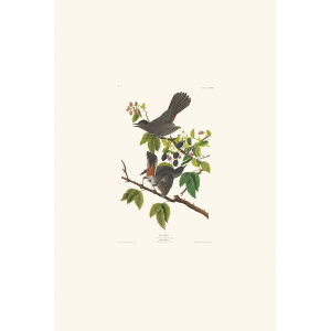 Cat Bird Plate 128 Heritage Prints Audubon Birds of America. Giclee Print