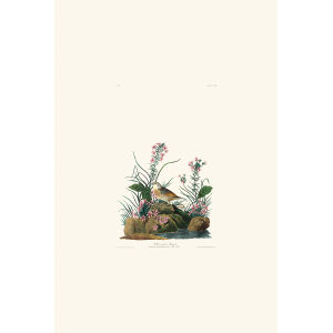 Yellow-winged Sparrow Plate 130 Heritage Prints Audubon Birds of America. Giclee Print