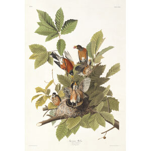 American Robin Heritage Prints Audubon Birds of America. Giclee Print