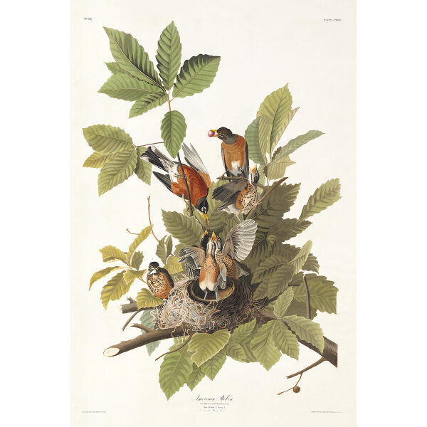 American Robin Heritage Prints Audubon Birds of America. Giclee Print