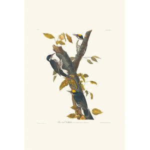 Three-toed Woodpecker Plate 132 Heritage Prints Audubon Birds of America. Giclee Print