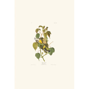 Hemlock Warbler Plate 134 Heritage Prints Audubon Birds of America. Giclee Print