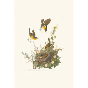 Yellow-breasted Chat Plate 137 Heritage Prints Audubon Birds of America. Giclee Print