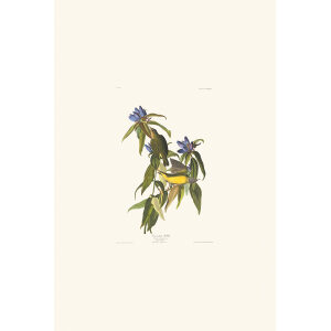 Connecticut Warber Plate 138 Heritage Prints Audubon Birds of America. Giclee Print