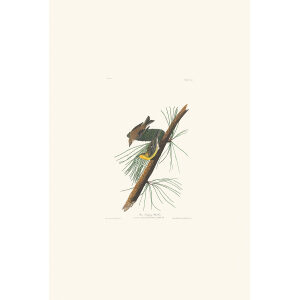 Pine Creeping Warbler Plate 140 Heritage Prints Audubon Birds of America. Giclee Print